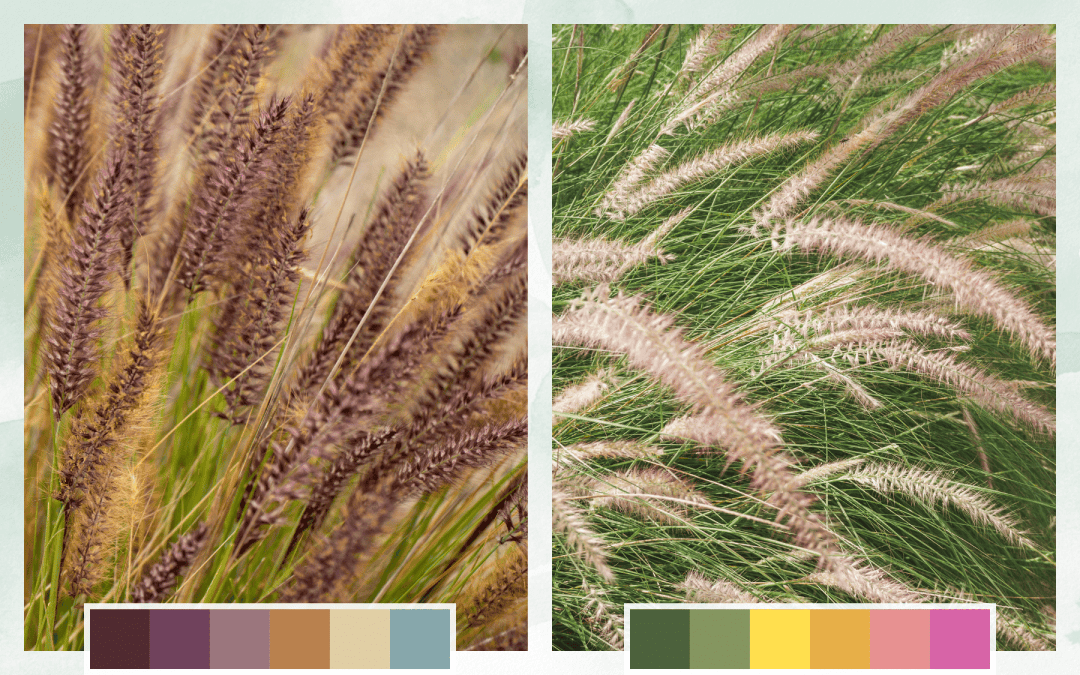 Moody + Uplifting Palette Drought-Tolerant Plants - Pennisetum
