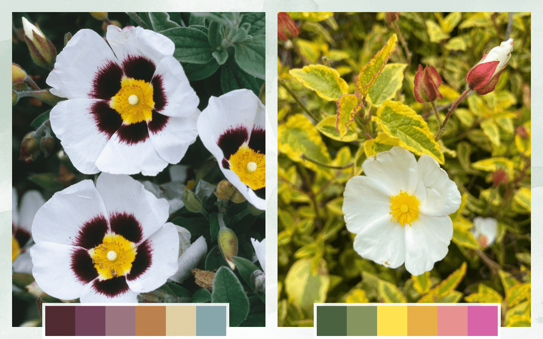 Moody + Uplifting Palette Drought-Tolerant Plants - Rockrose