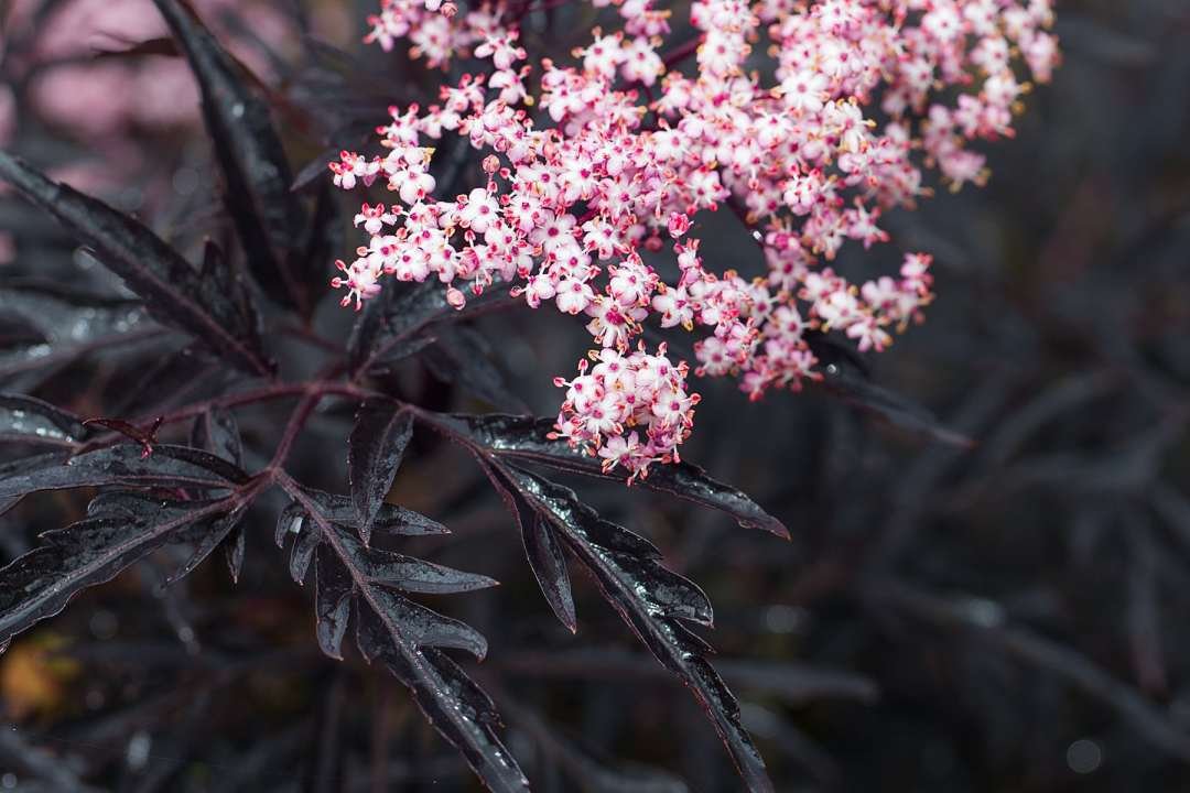 black lace elderberry