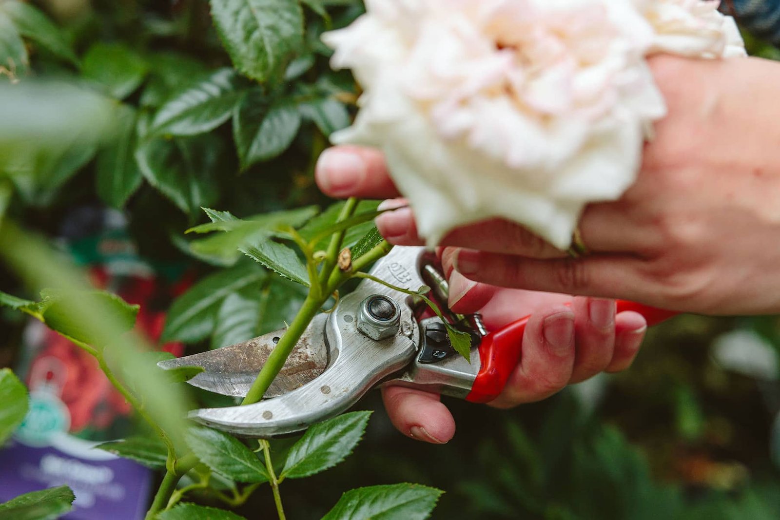deadheading spent roses for more blooms