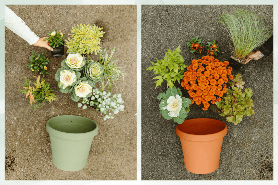 2024 Fall Container Planting Combos x2