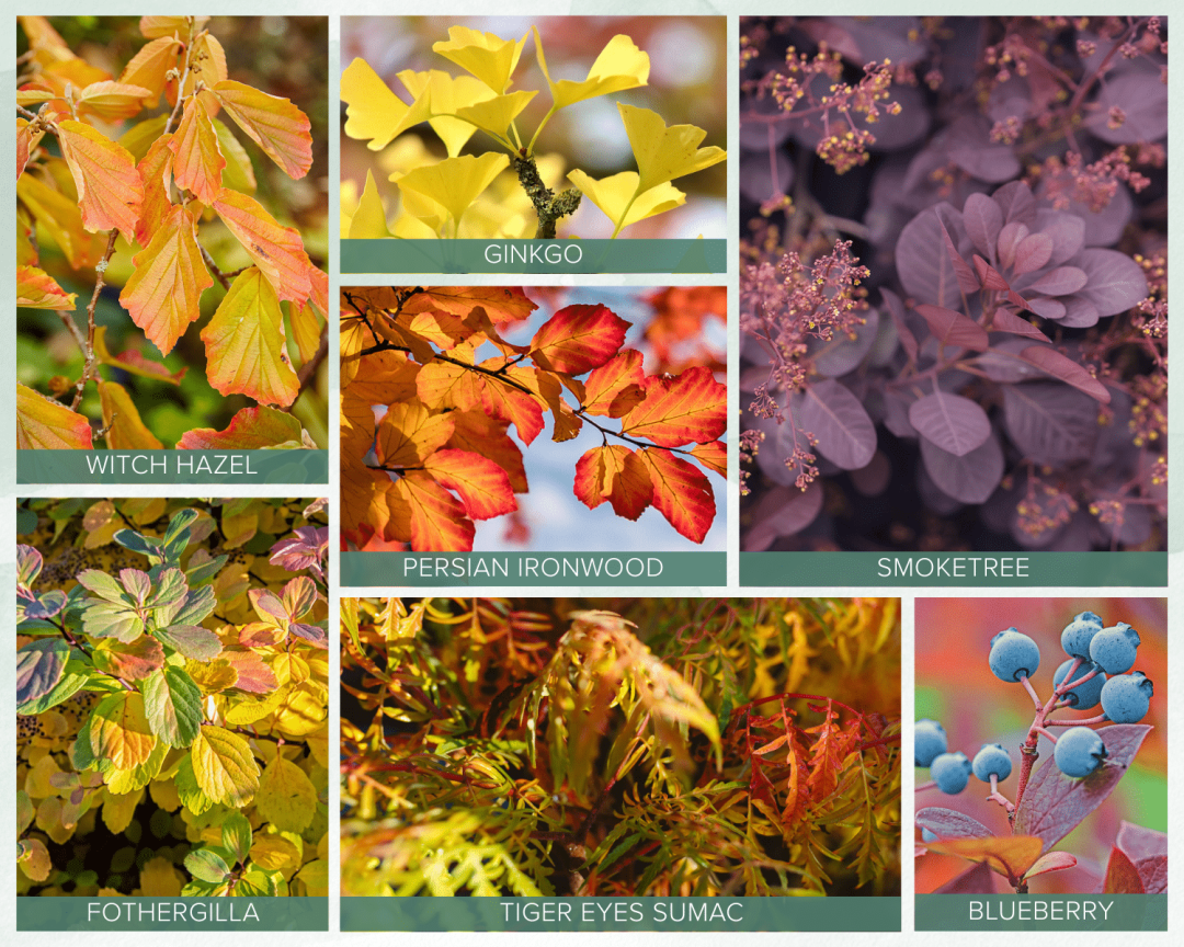 trees and shrubs with vibrant fall color foliage
