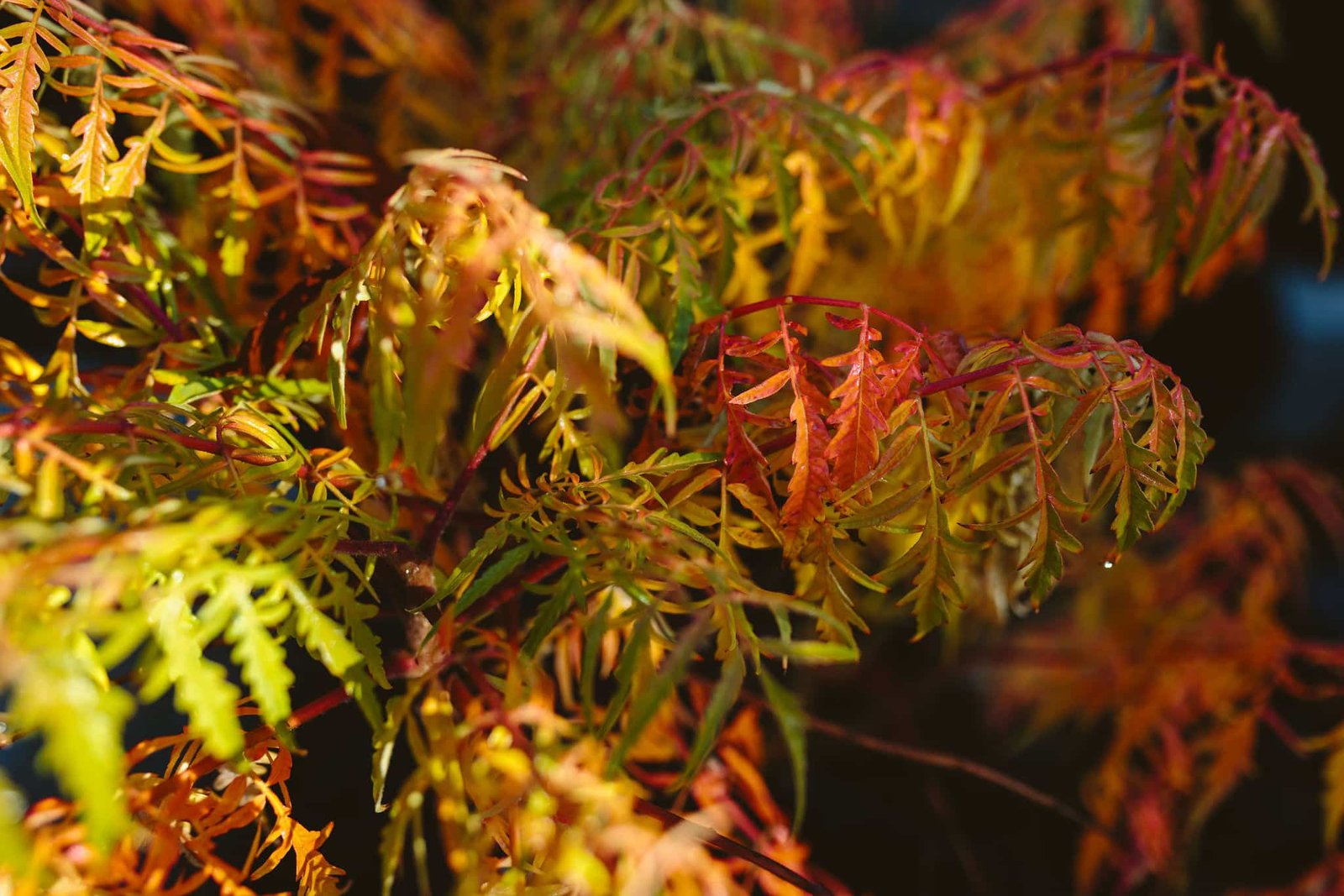 Tiger Eyes Sumac Fall Foliage