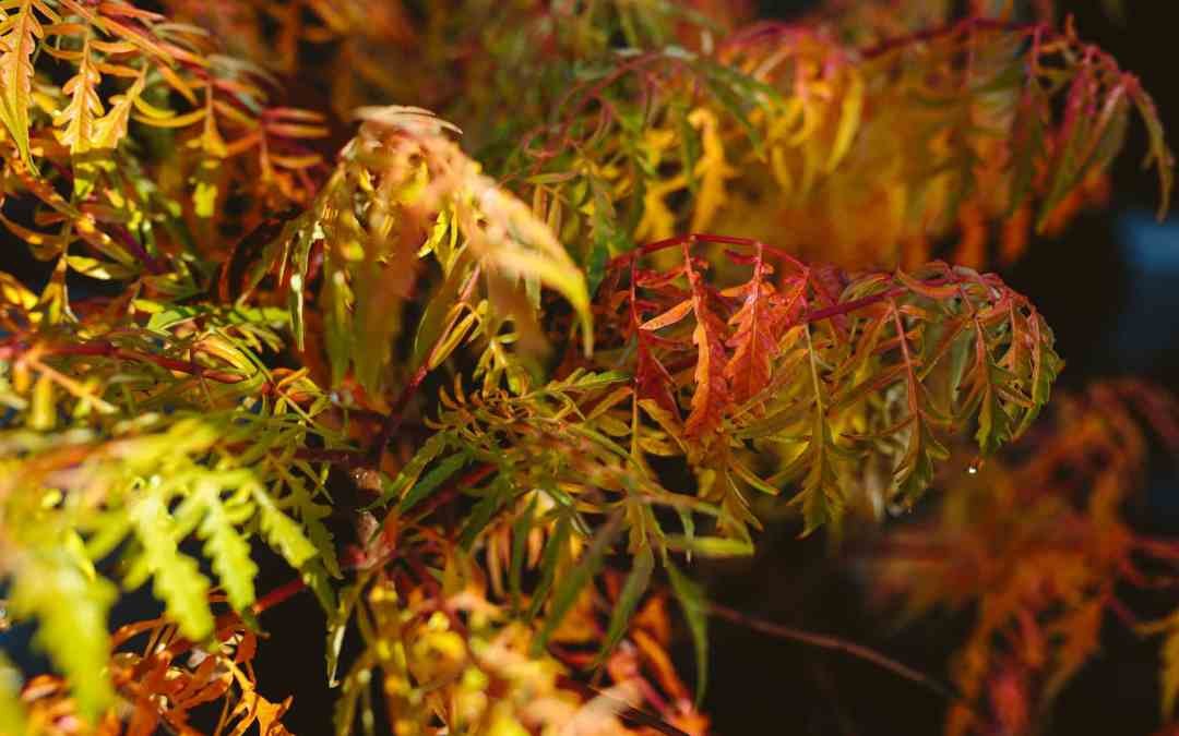 Tiger Eyes Sumac Fall Foliage