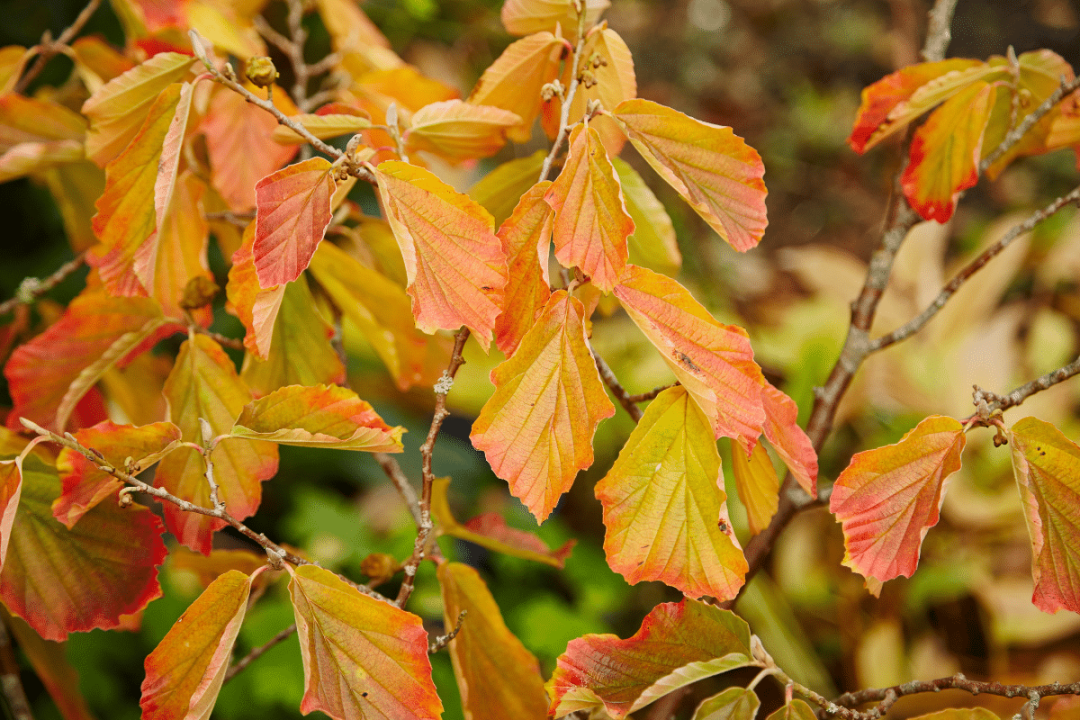 Witch Hazel Fall Color Foliage