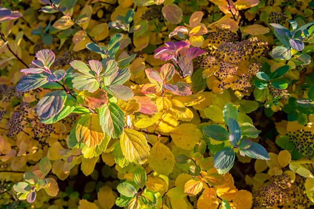 fothergilla shrub with vibrant fall foliage