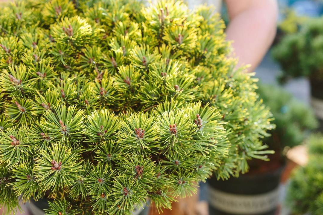 Dennis7Dees-September25_KaitlinGreen-78_Pinus mugo Carsten's Wintergold Golden Mugo Pine_crop