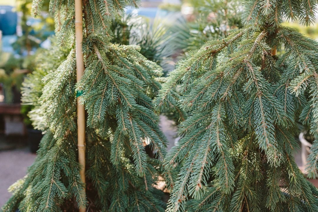 Dennis7Dees-September25_KaitlinGreen-80_Picea glauca Pendula Weeping White Spruce_crop weeping white spruce