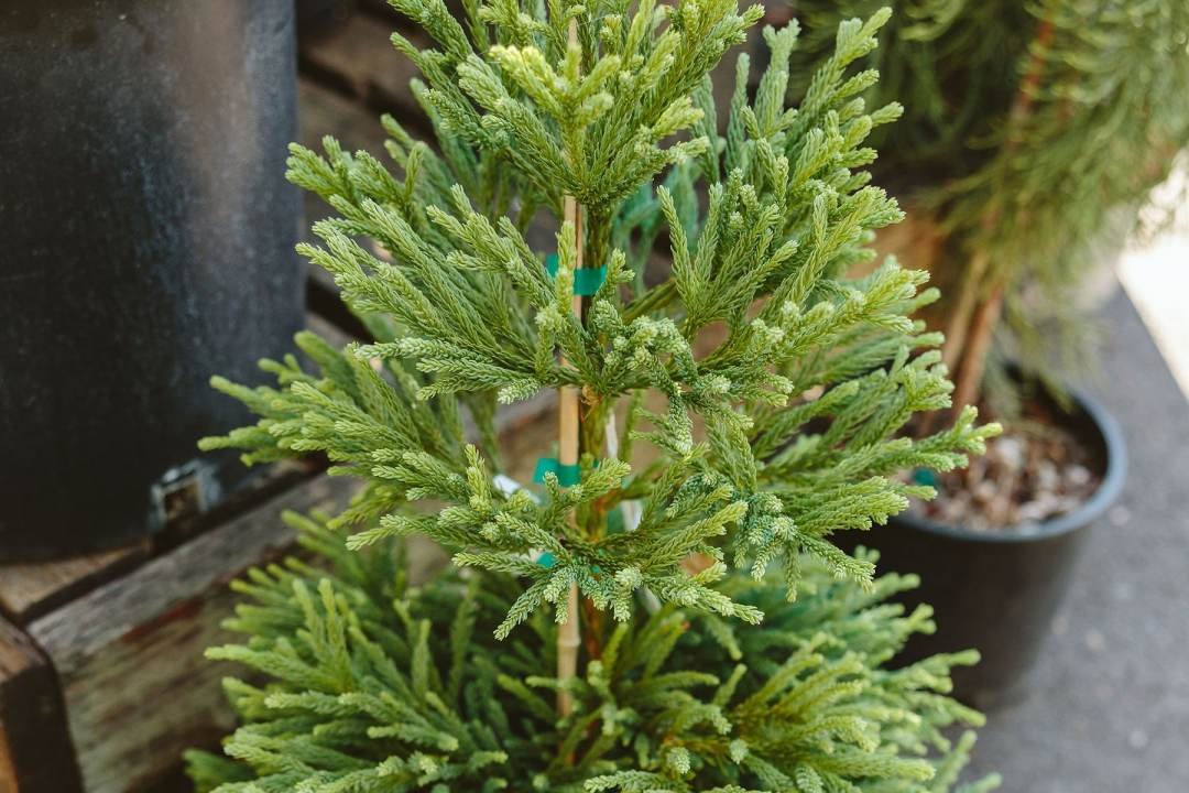 Dennis7Dees-September25_KaitlinGreen-82_Cryptomeria japonica Gyokuryu_crop