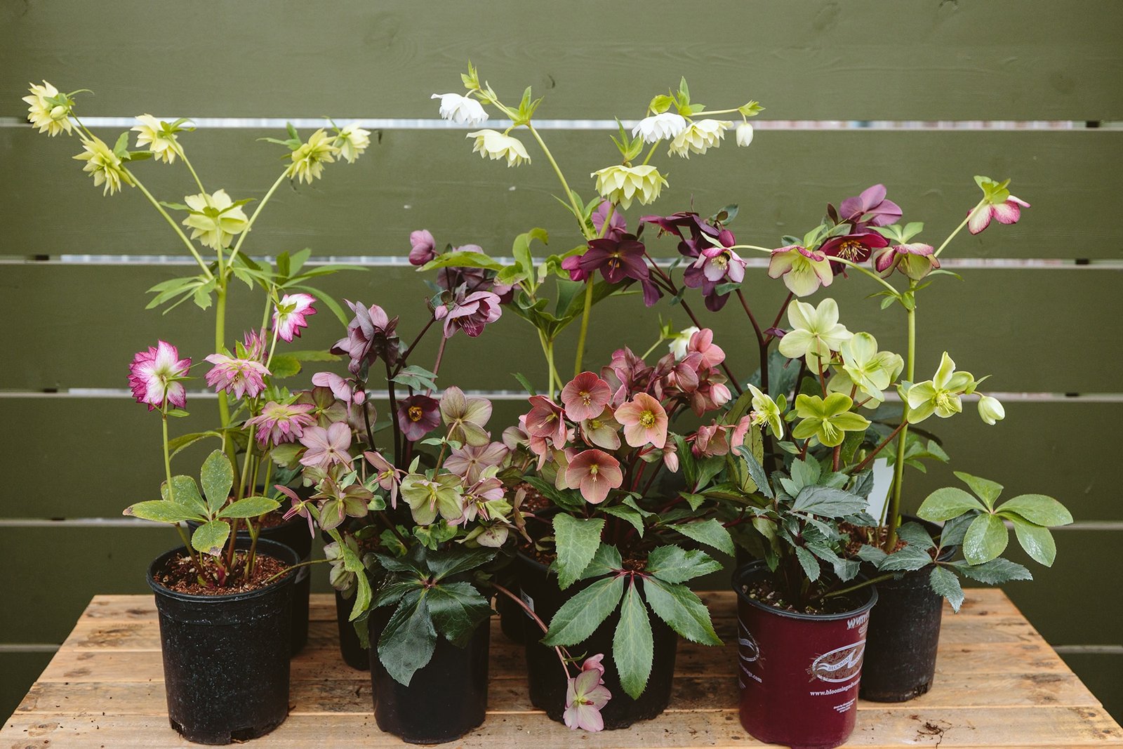 hellebore varieties displayed at Dennis' 7 Dees Garden Center