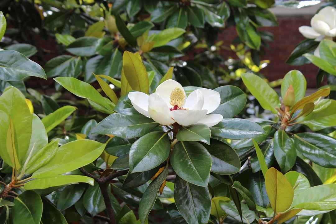 evergreen magnolia bloom evergreen magnolia trees at Dennis' 7 Dees Garden Center