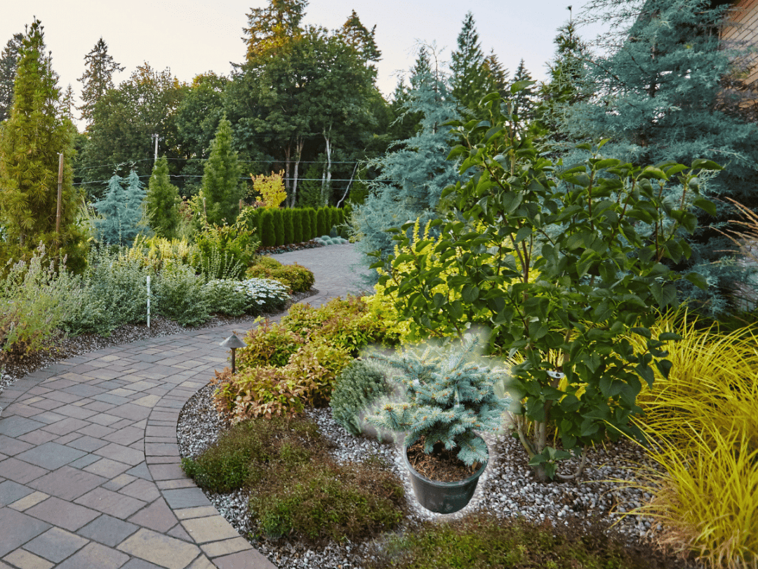 How to Gift a Plant - Place in Landscape (1)