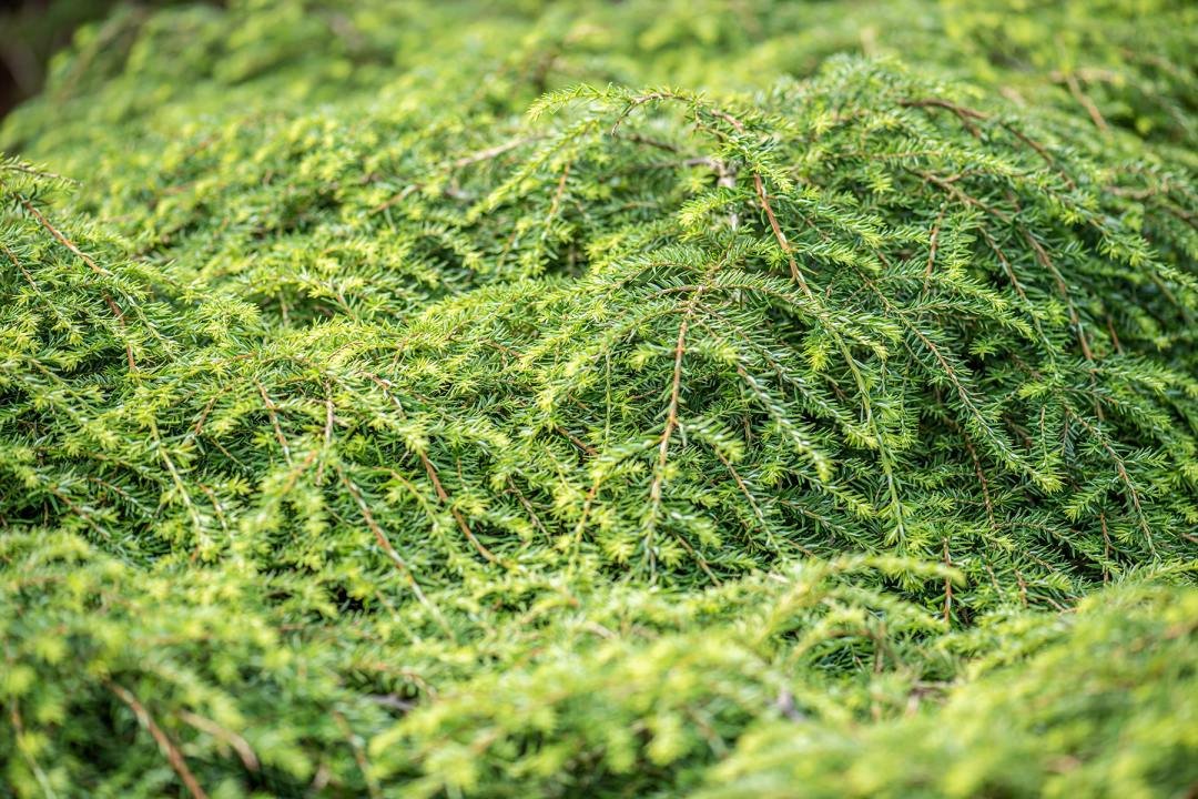 Tsuga,Canadensis,Also,Known,As,Canadian,Hemlock