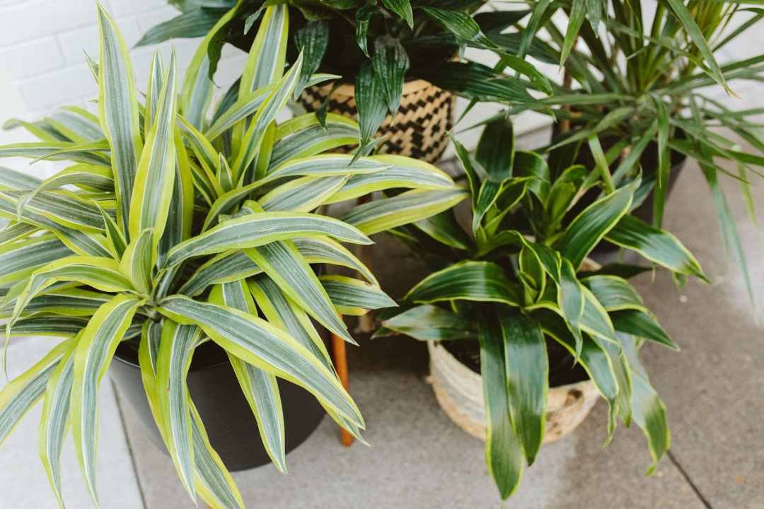 Urban Plantscapes Office Plants
