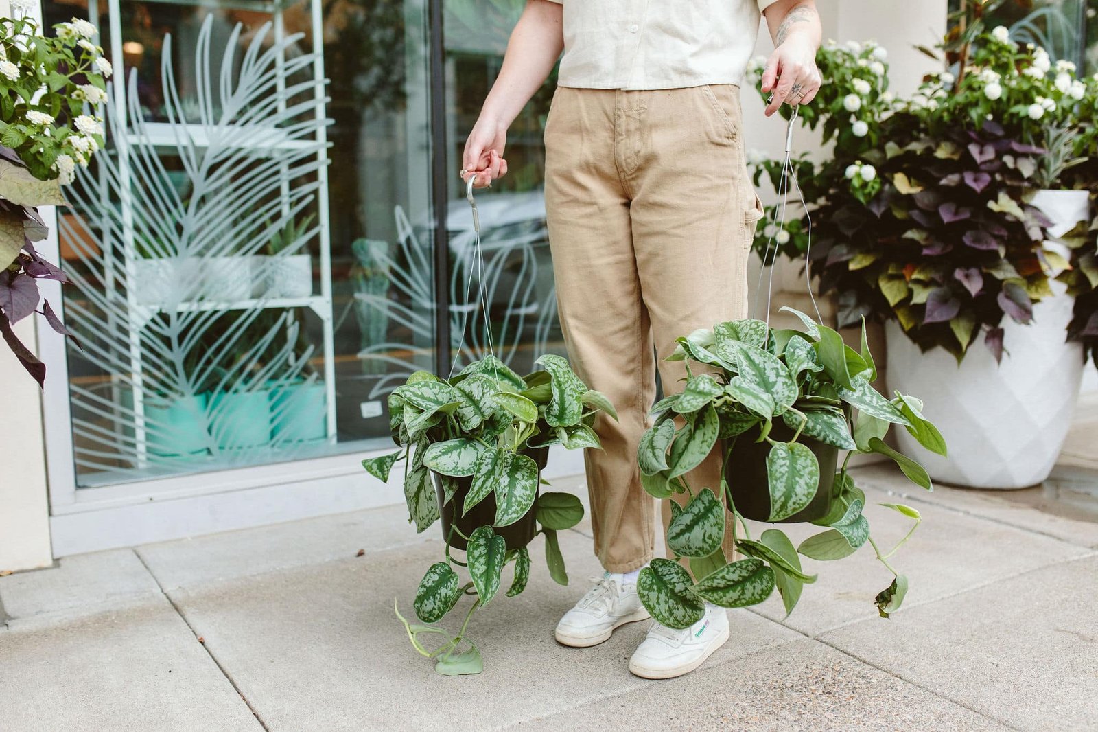 The 7 Best Low Maintenance Houseplants