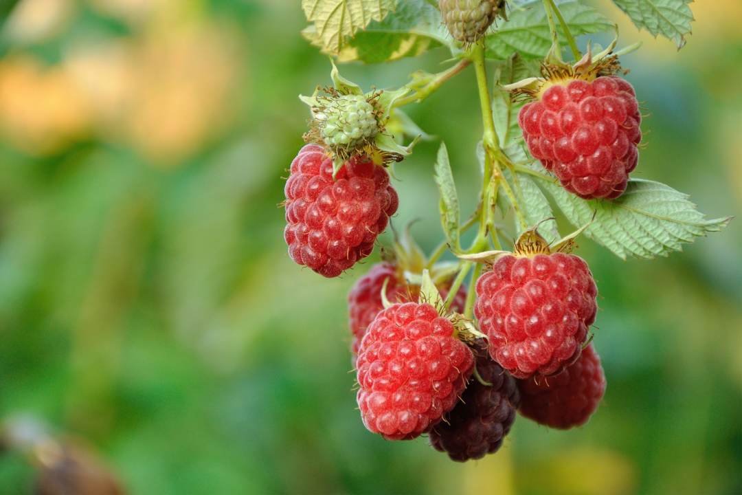September,Branch,Of,Raspberry,With,Big,Red,Ripe,Berries growing raspberries