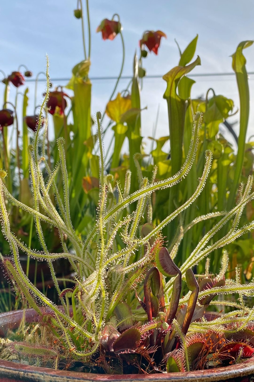 dennis7dees-carnivorous-plants-sundews
