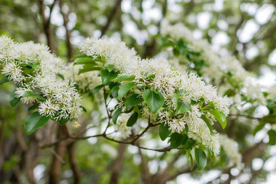 Close,Up,Shot,Of,Chionanthus,Virginicus,Blossom,At,Taipei,,Taiwan