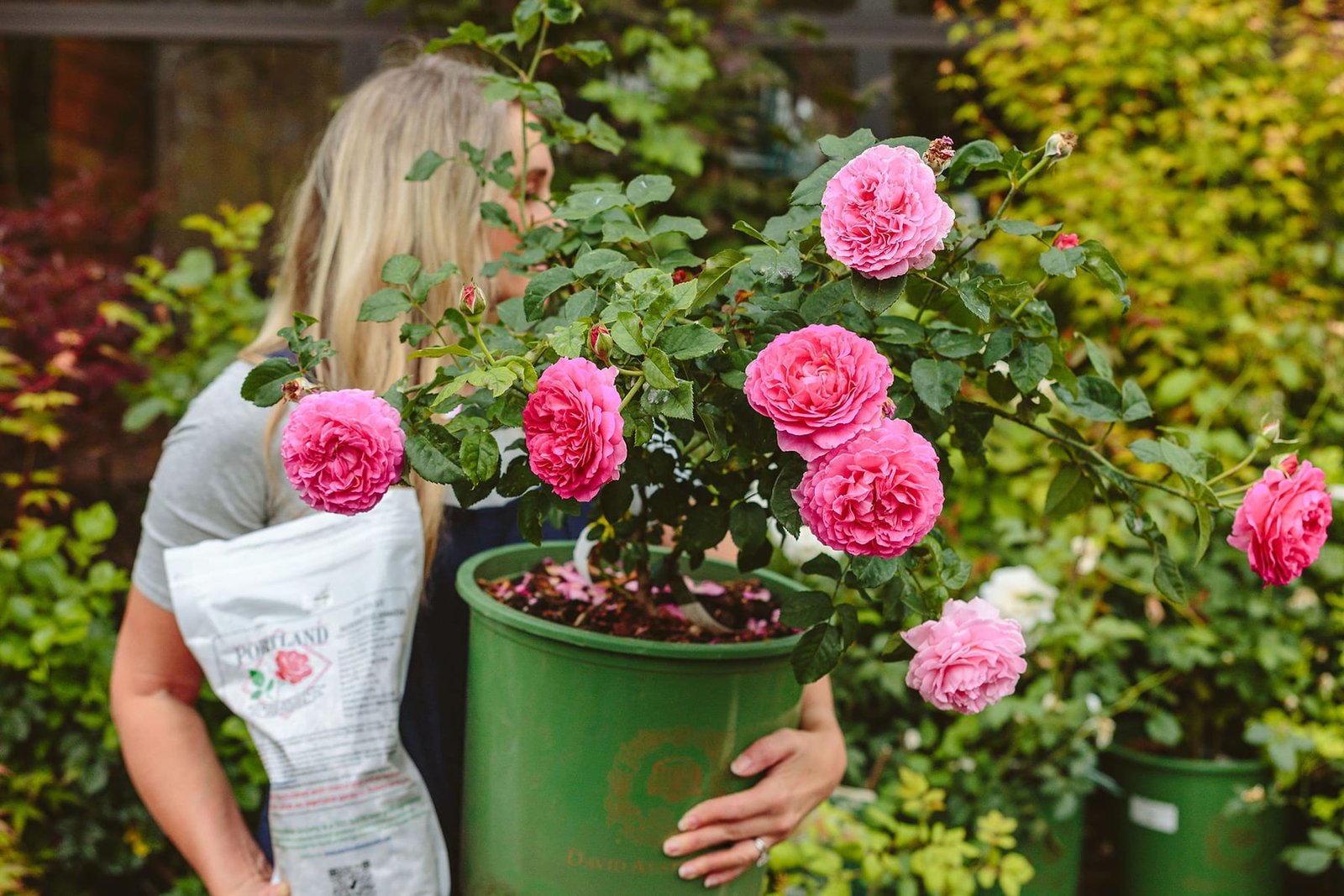 2026 Rose Trends: The Best Ways to Use Roses in Your Garden This Year
