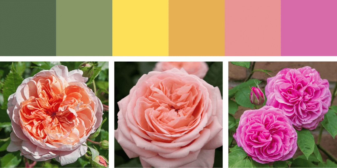 Uplifting Pink Roses-2