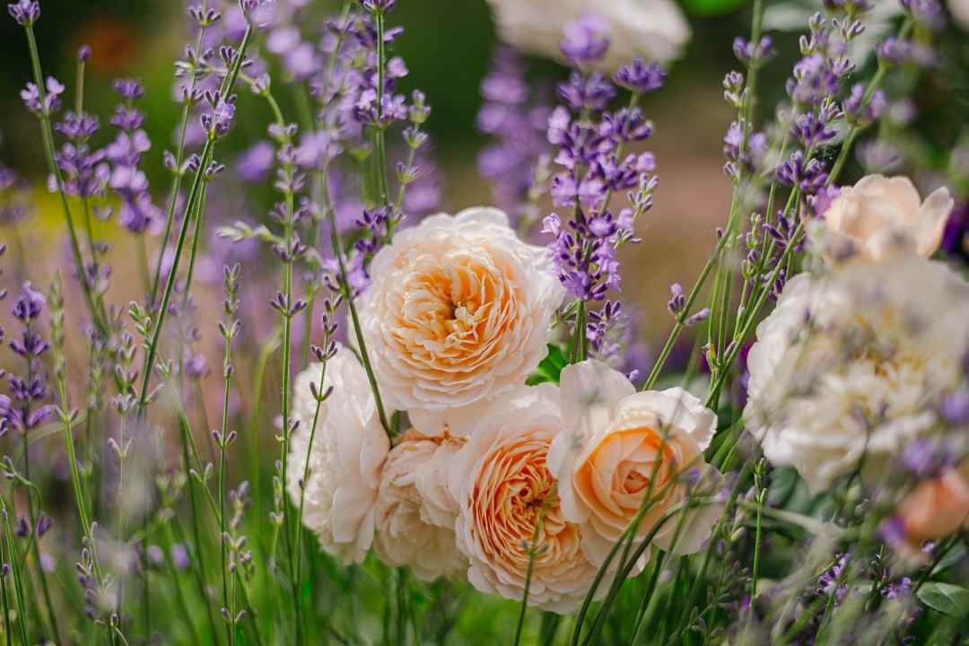 Beautiful,Flowerbed,In,A,Traditional,Cottage,Garden,With,Roses,,Lavender patio with a view and flowers