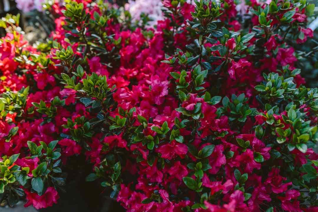 Hino crimson azalea