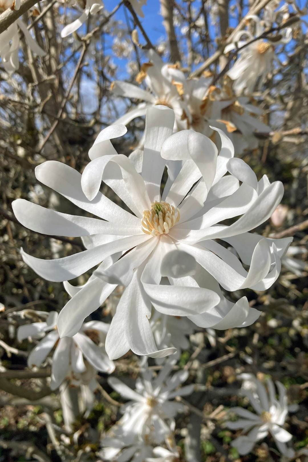 Royal-Star-Magnolia-Flowers