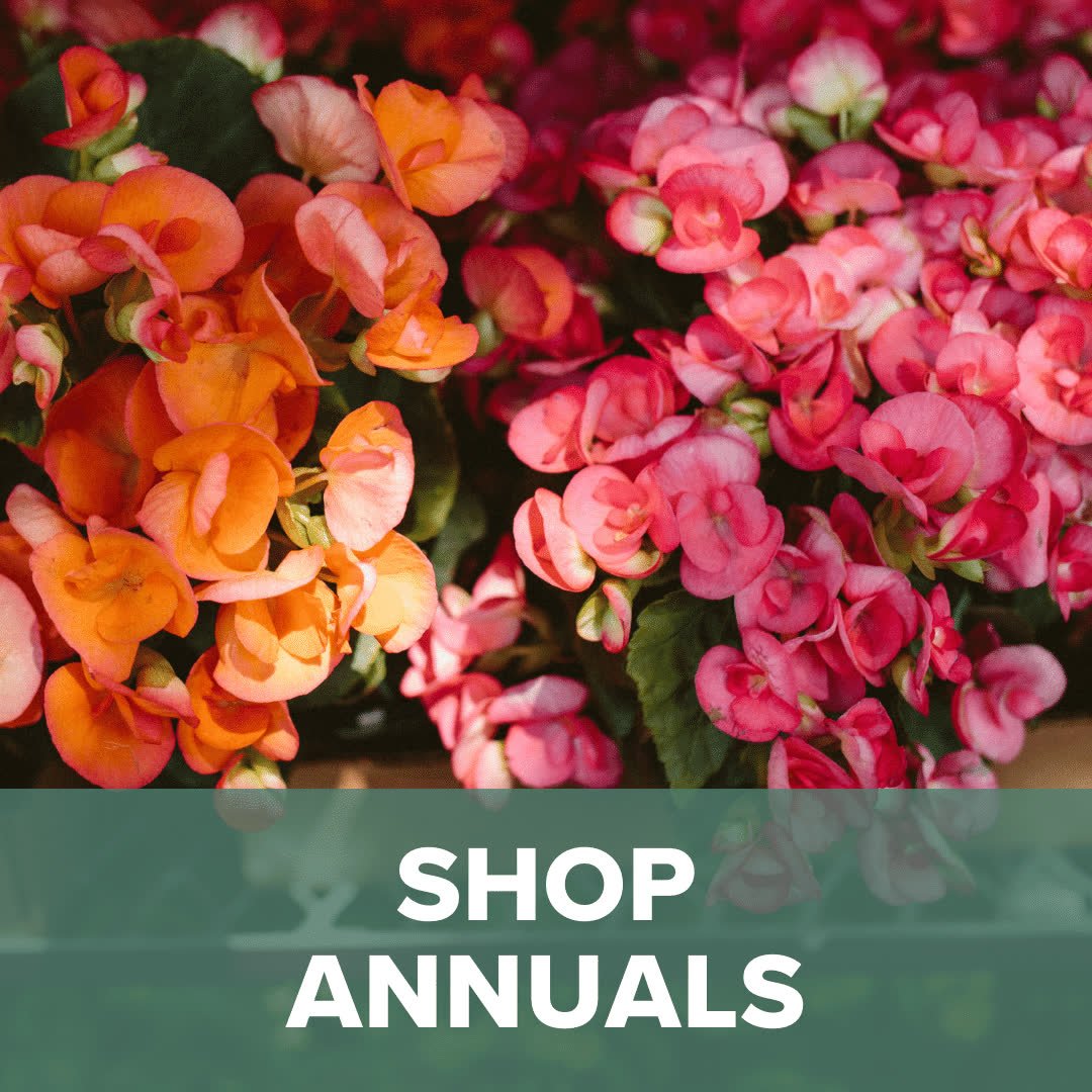 Shop Annuals