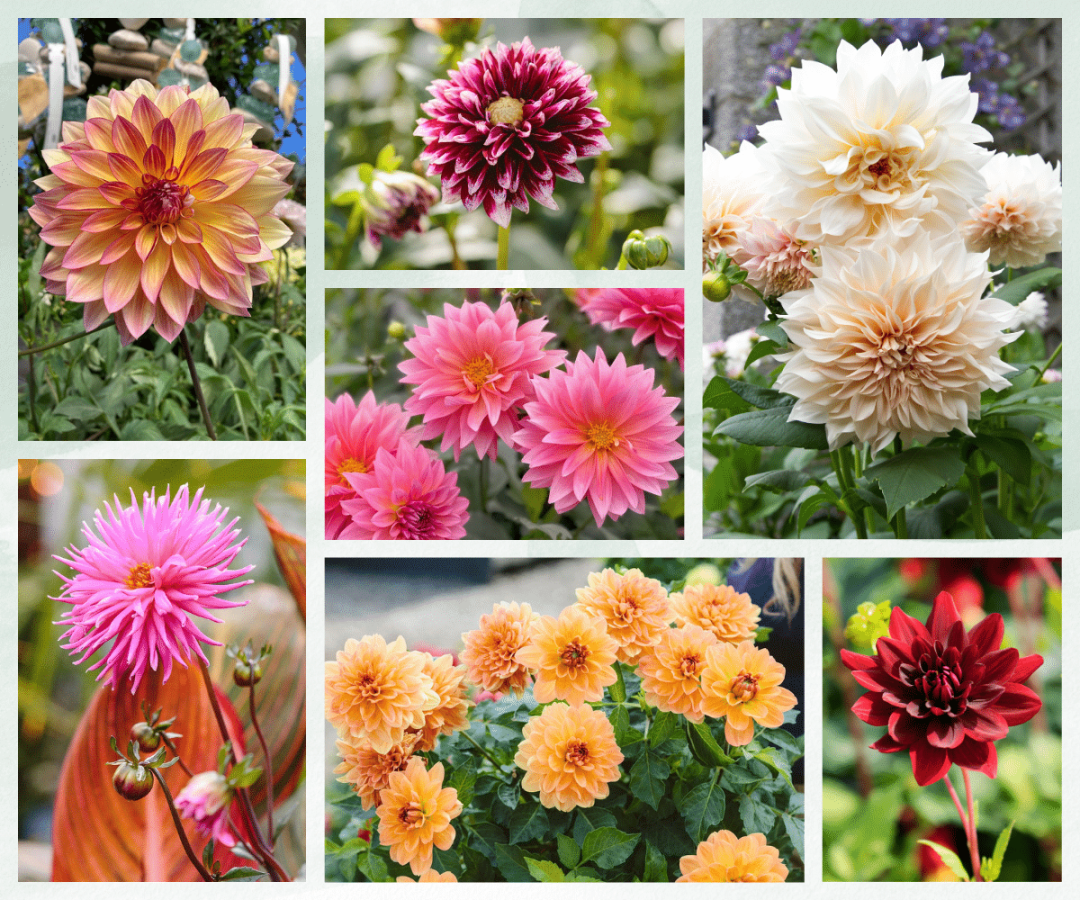 Spring Flowering Bulbs - Dahlias summer blooming dahlia varieties