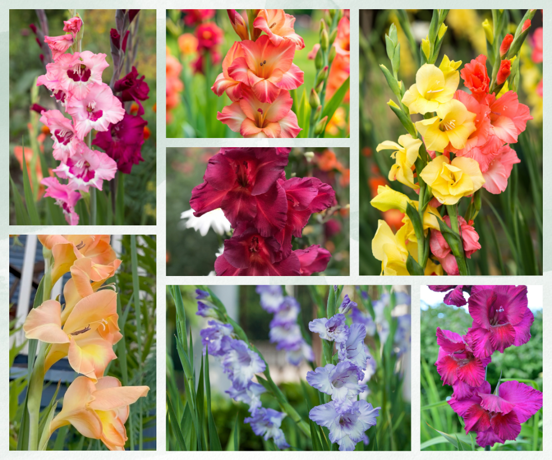 Spring Flowering Bulbs - Gladiolus summer blooming gladiolus varieties