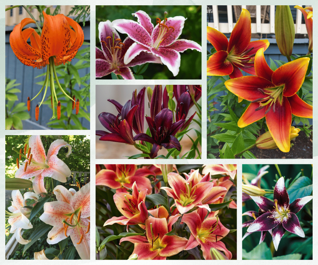 Spring Flowering Bulbs - Lilies summer blooming lily varieties