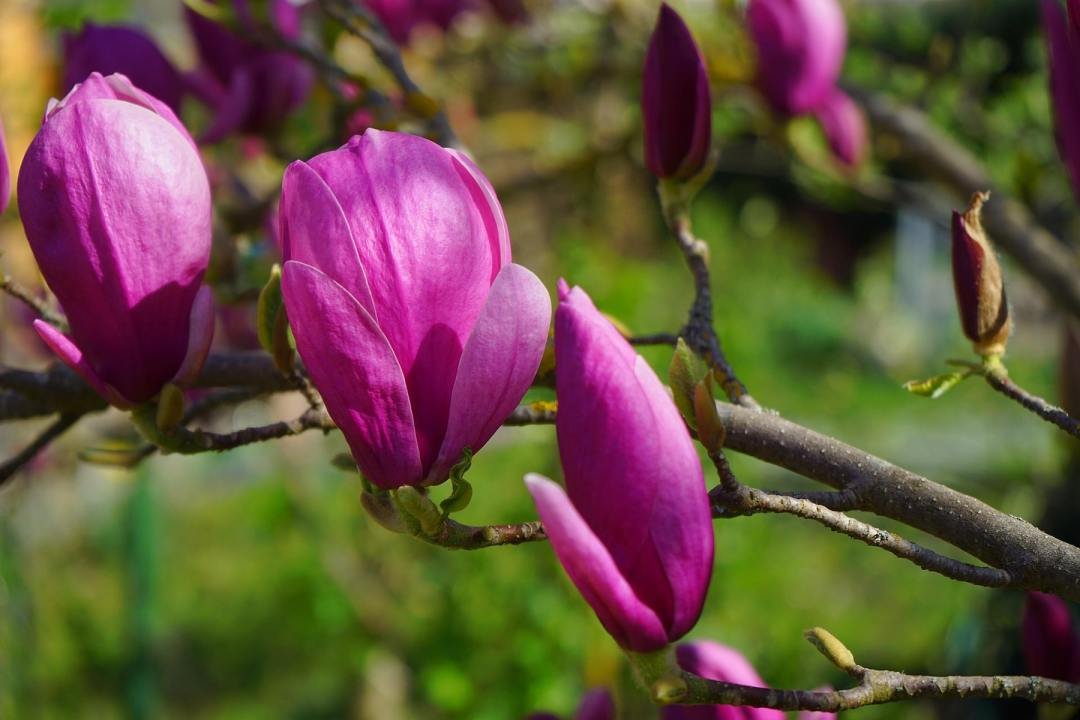 deciduous-flowering-magnolia-black-tulip