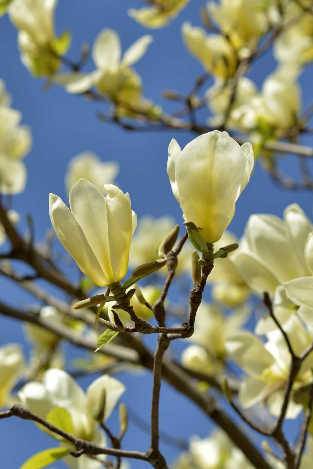 Yellow,Bird,Magnolia,At,Spring