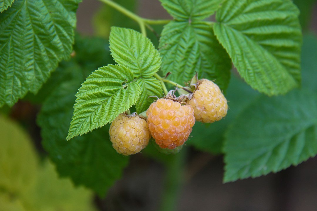 golden-raspberries-fruit