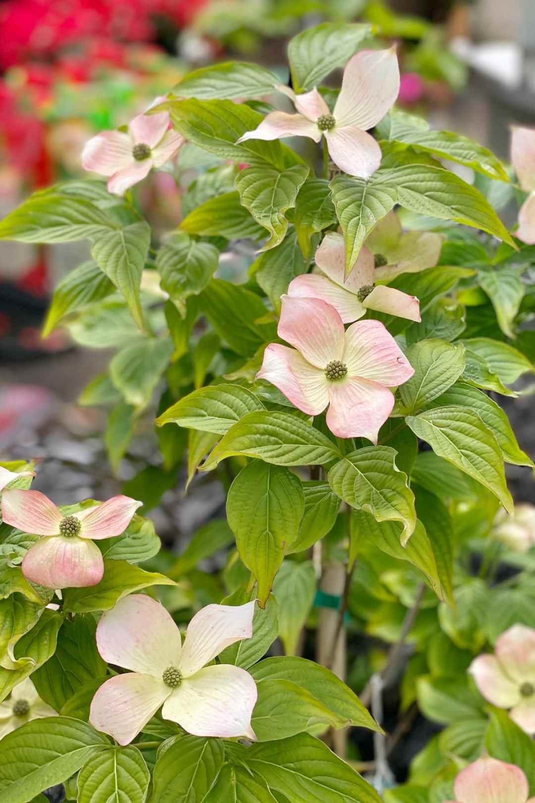 light-pink-dogwood-flowers