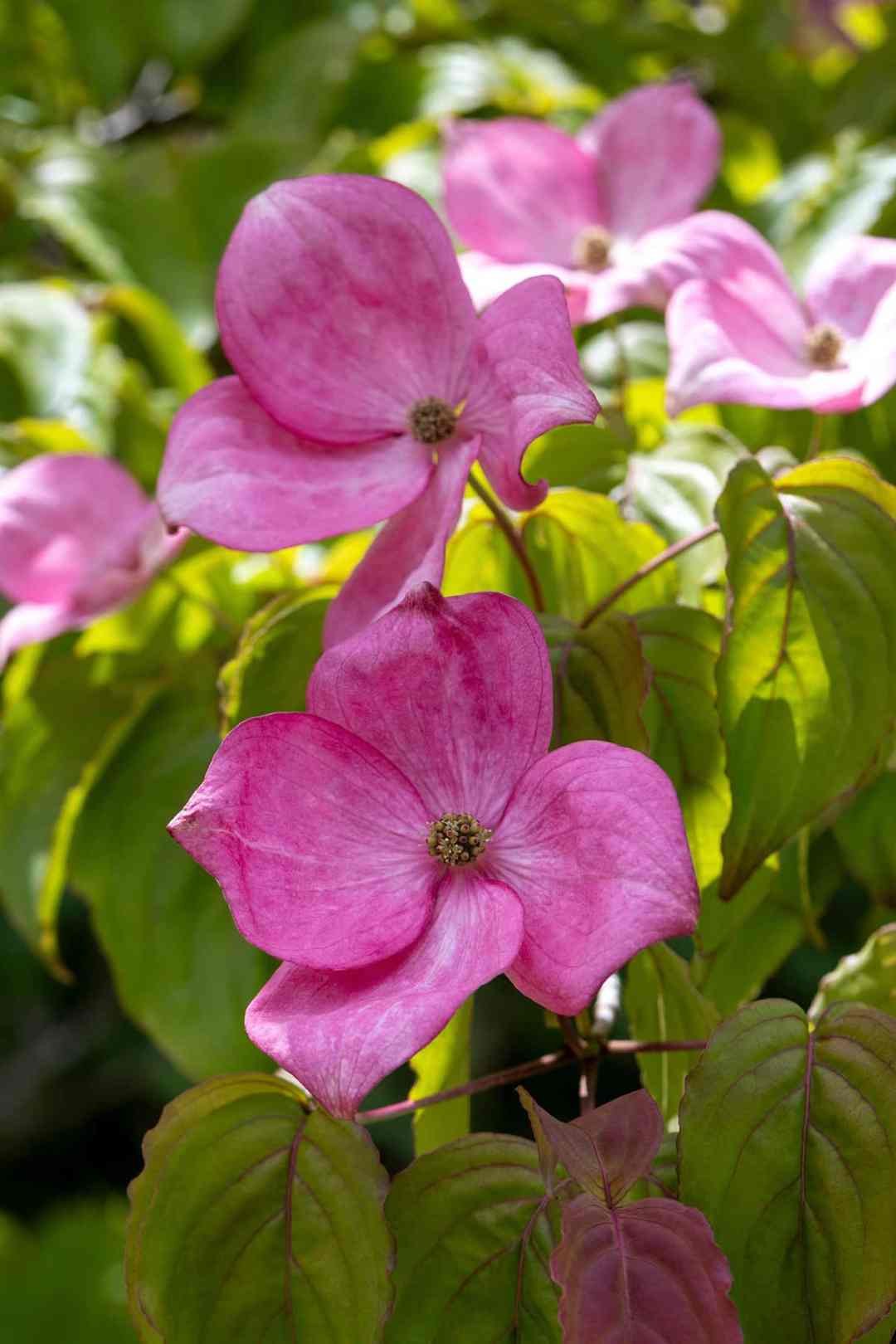 pink-satomi-dogwood-flowers