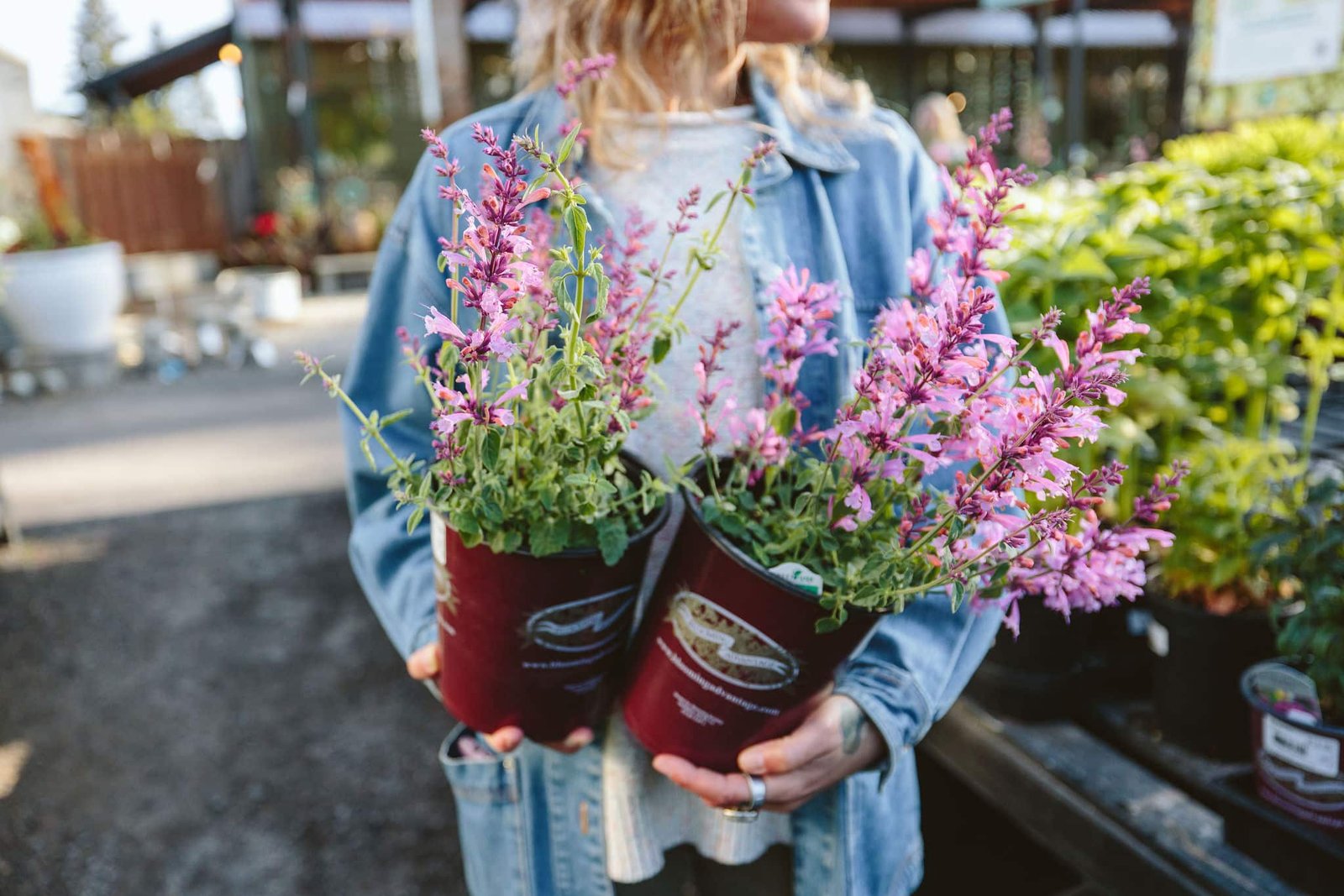 The 7 Best Fragrant Plants for Summer Gardens