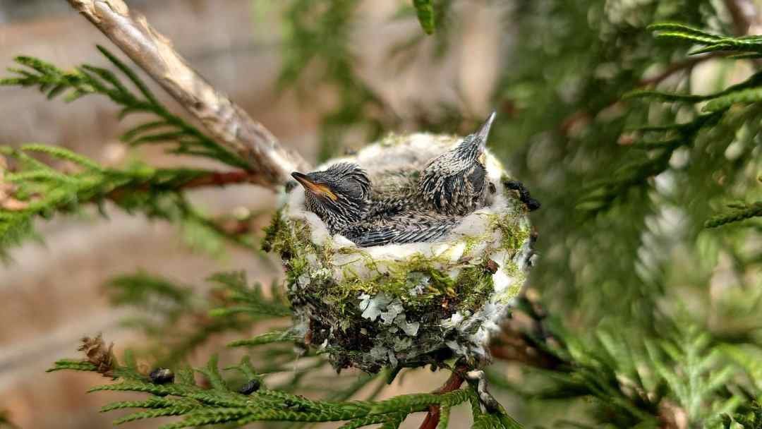 Hummingbird Nest at D7D Vancouver Garden Center