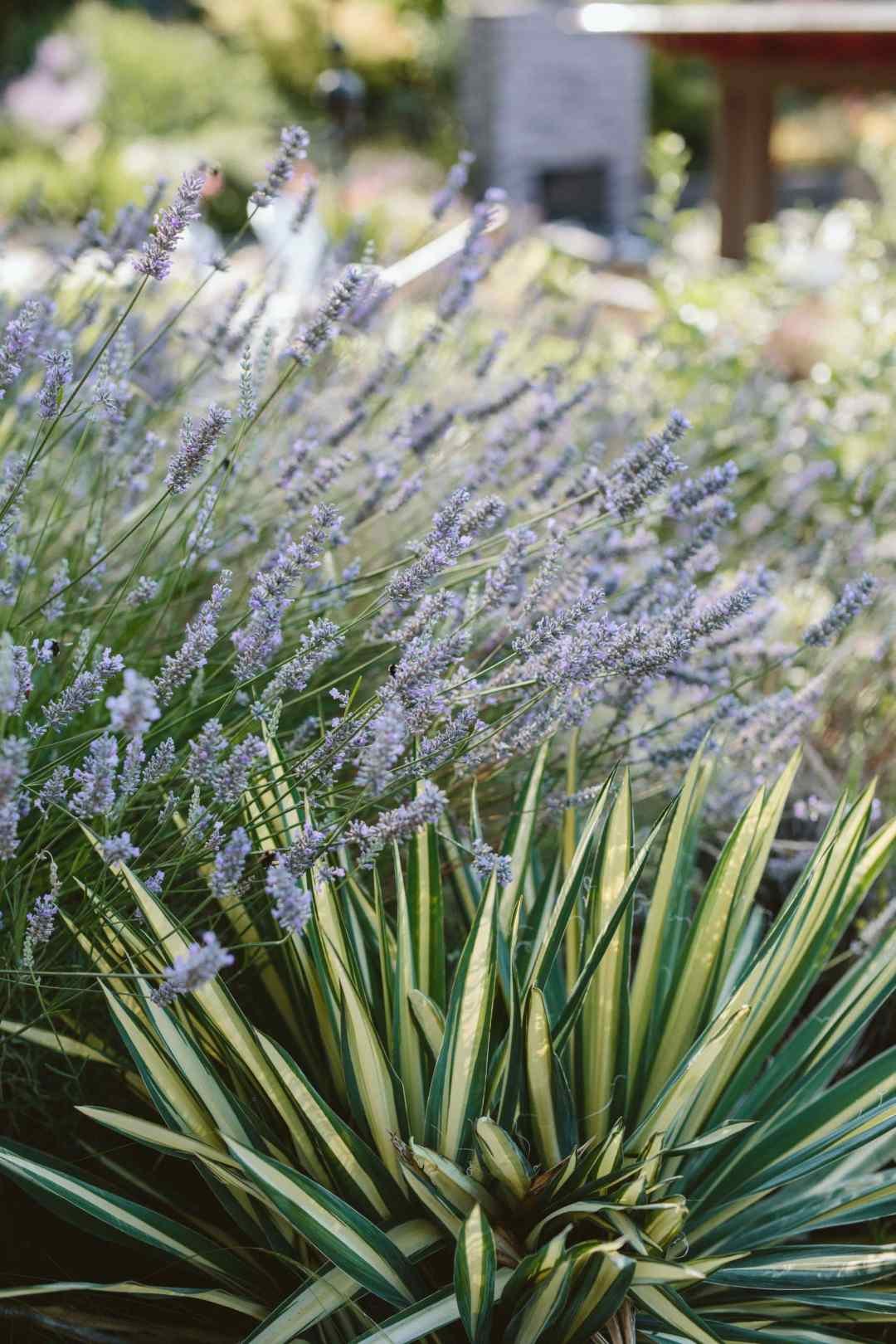 lavender and yucca