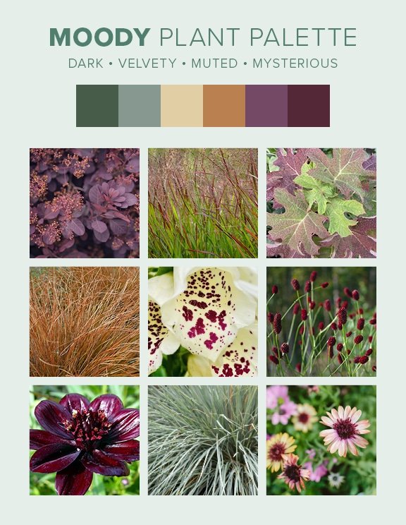 D7D Design Guide Plant Palettes - Moody Moody plant palette from Bohemian landscape design guide