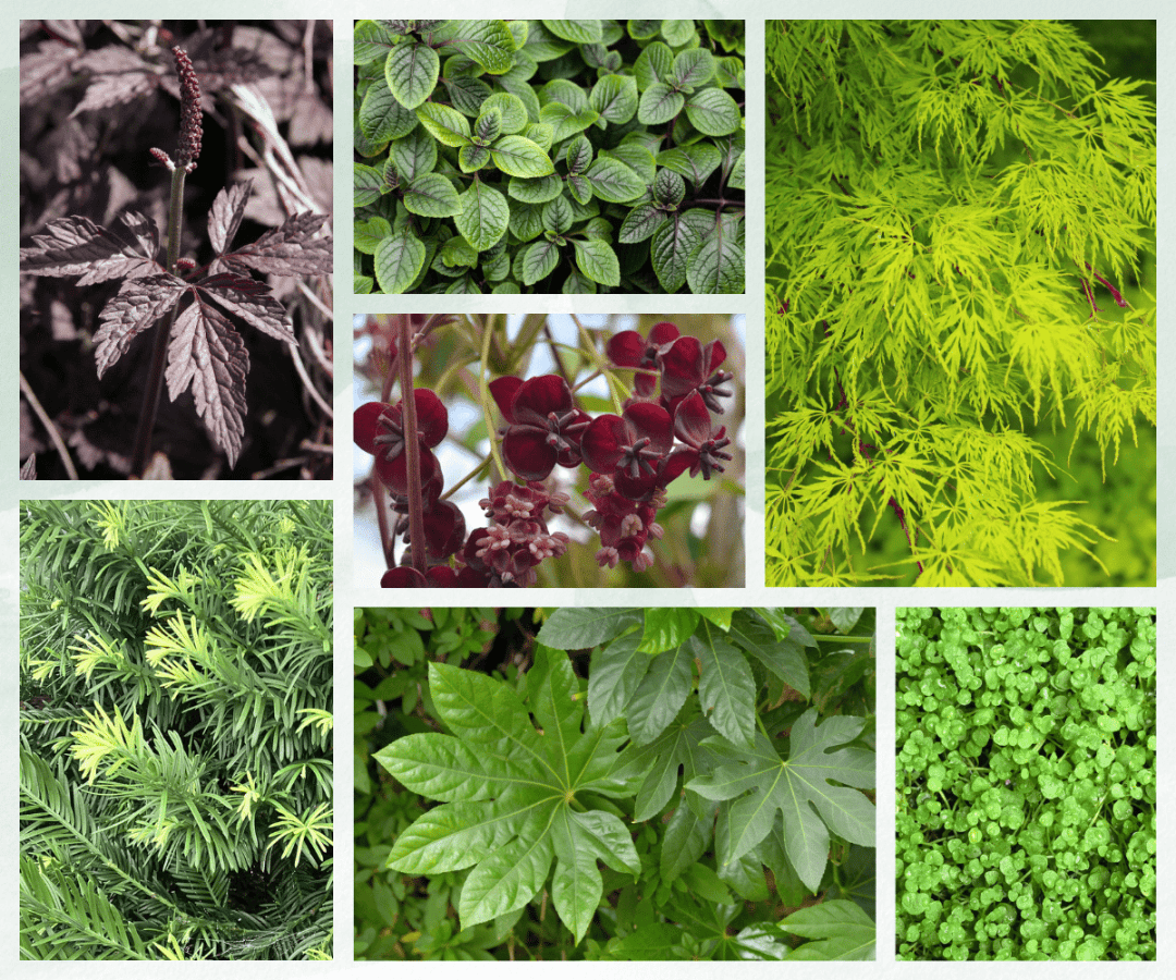 Underappreciated Shade Plants Collage underappreciated shade plants collage