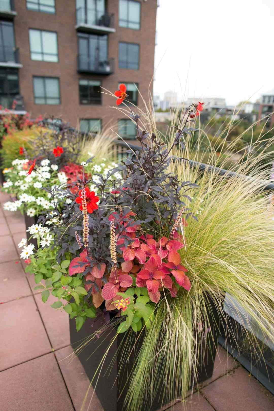 container gardens designed by Urban Plantscapes